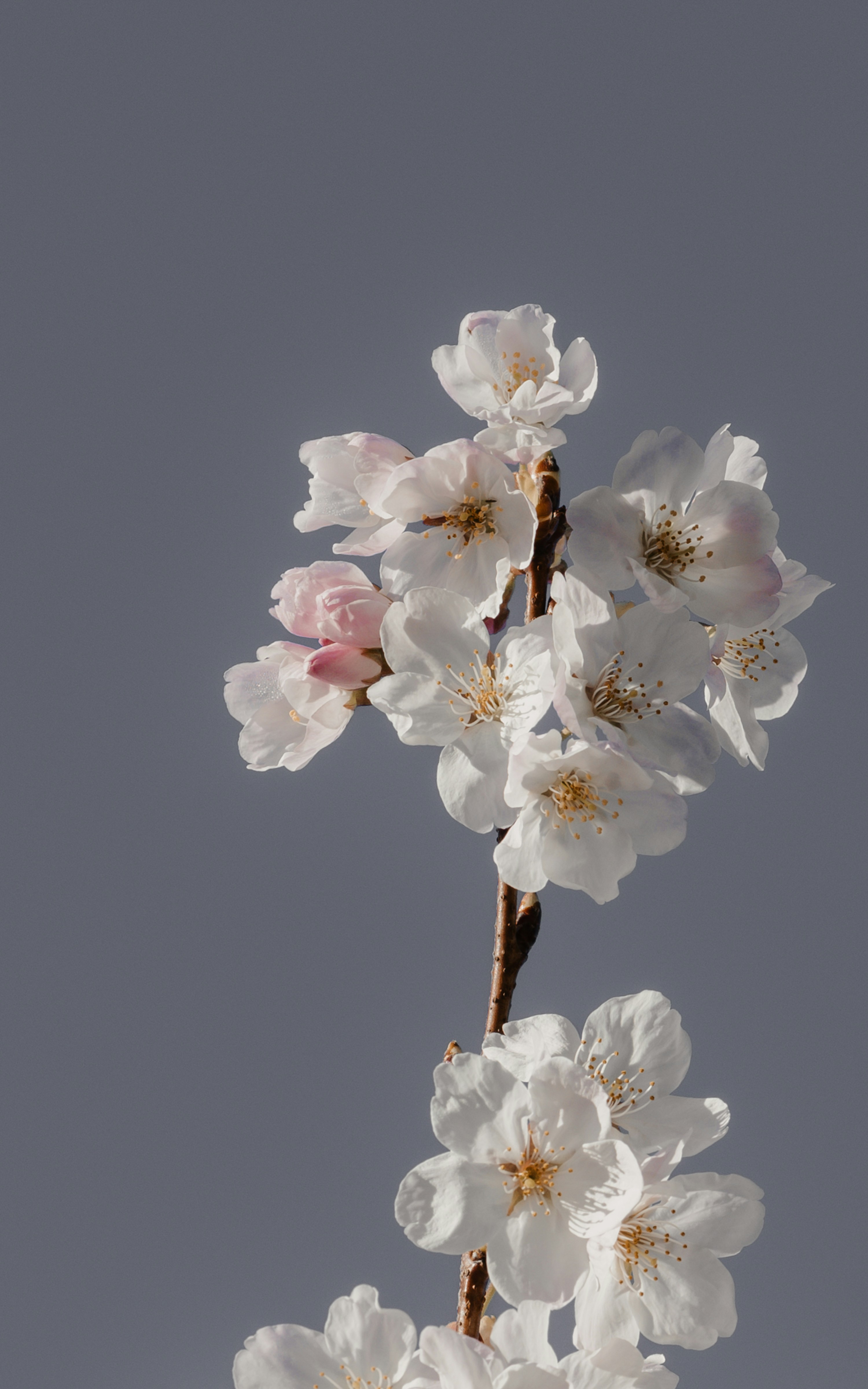 A branch with white flowers against a gray sky photo Free Cherry