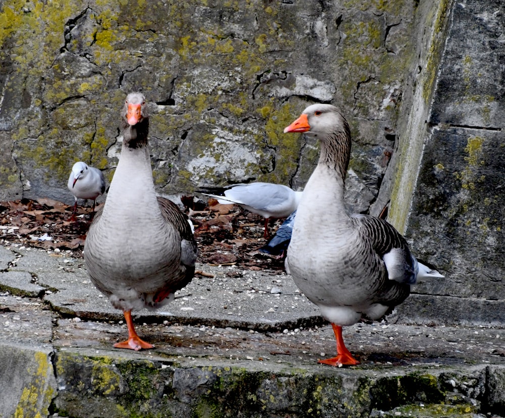 a group of birds standing next to each other