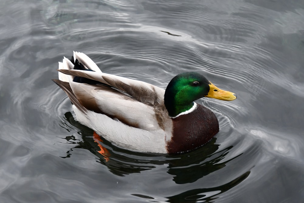 a duck swimming on top of a body of water