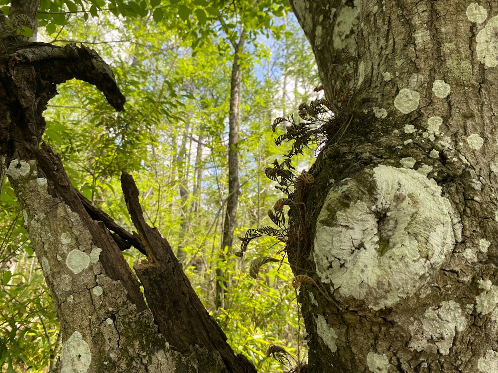 a tree that has some kind of thing on it