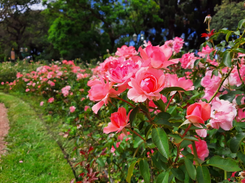 a field full of pink flowers next to a dirt road