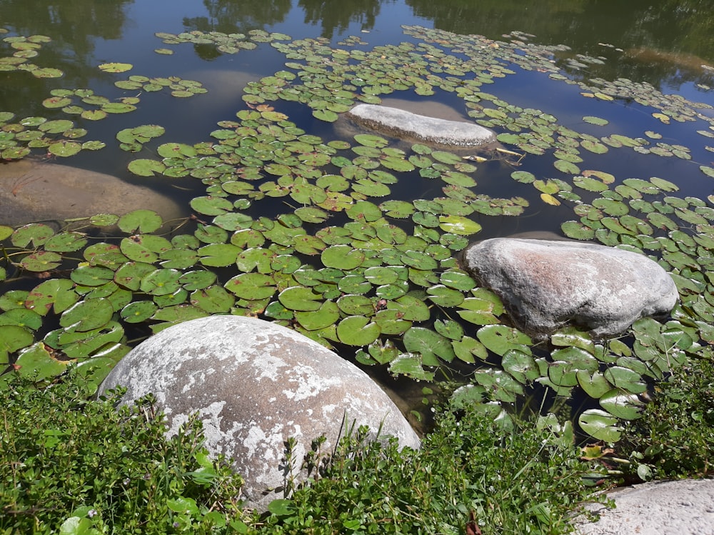 a pond filled with lots of water lilies