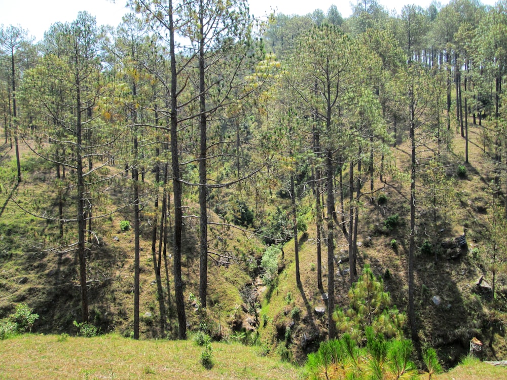 a group of trees that are standing in the grass