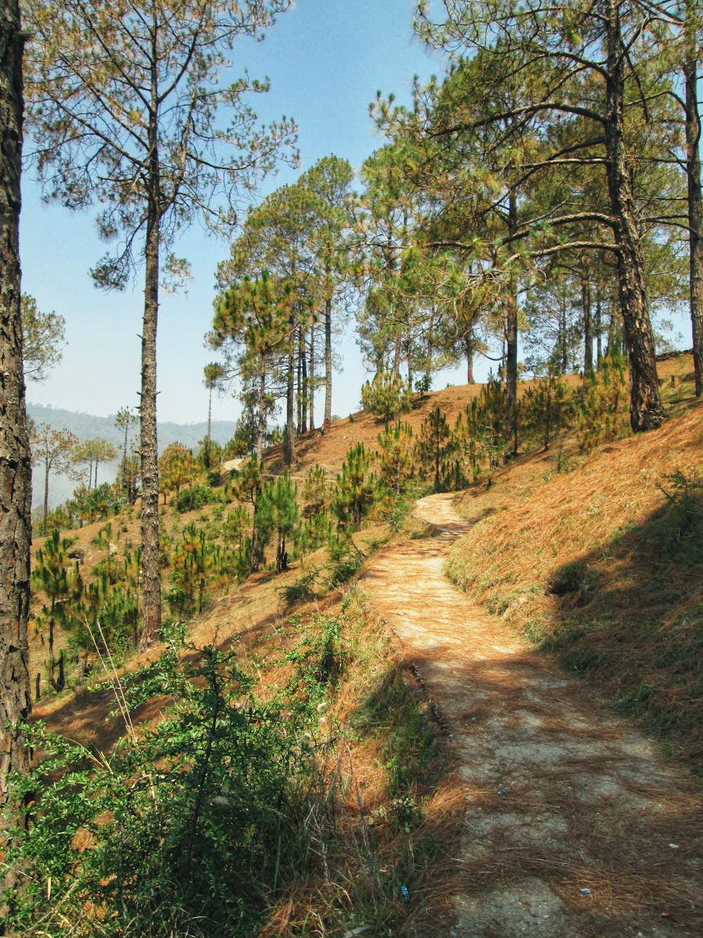 a dirt path in the middle of a forest