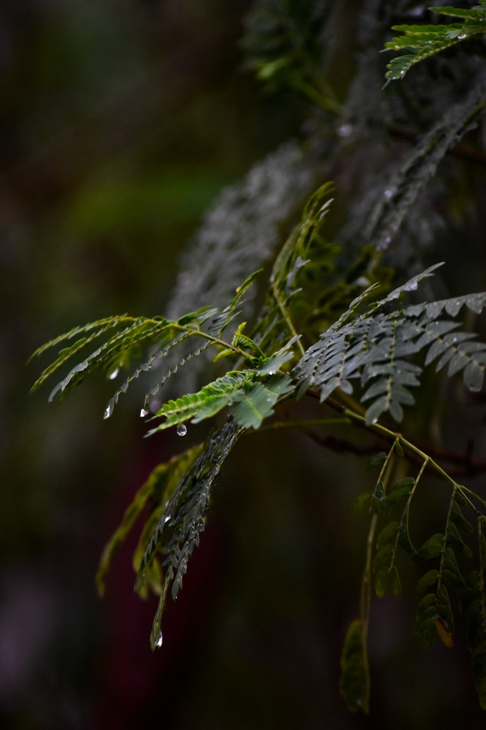 a close up of a tree branch with water droplets on it