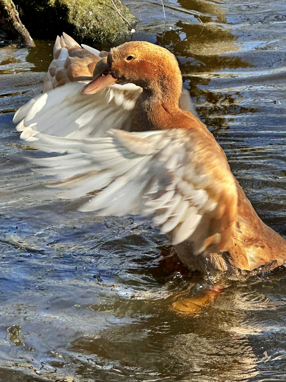 a duck flaps its wings in the water