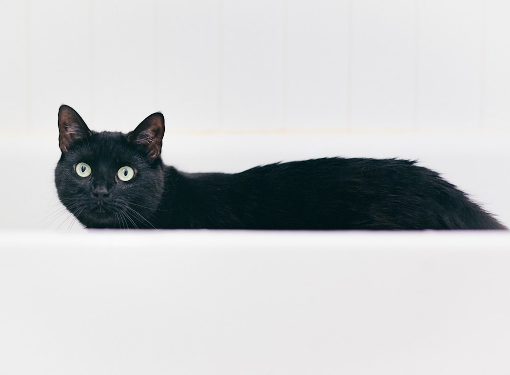 a black cat with green eyes sitting in a bathtub