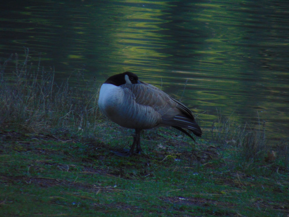a goose is standing near a body of water