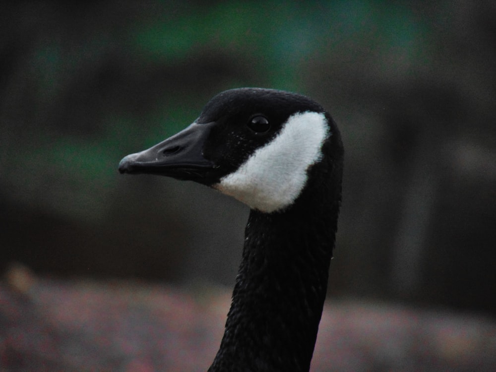 a close up of a black and white duck