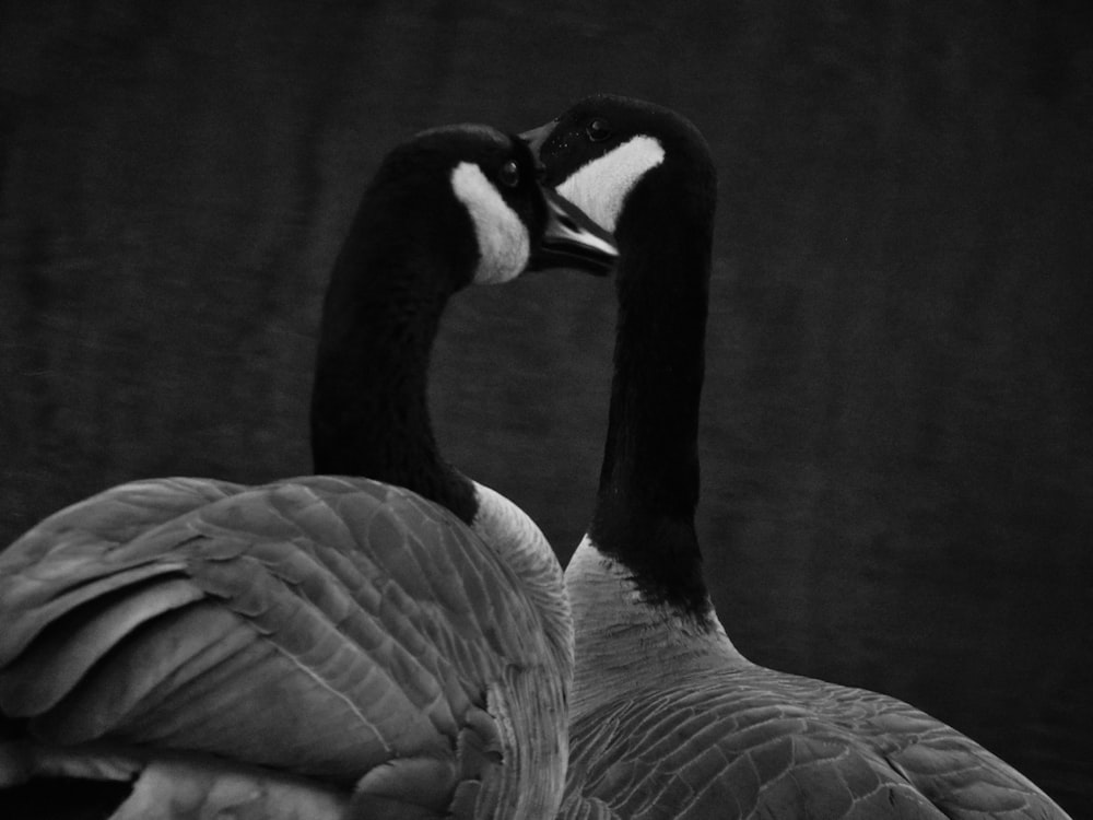 une photo en noir et blanc d’une oie