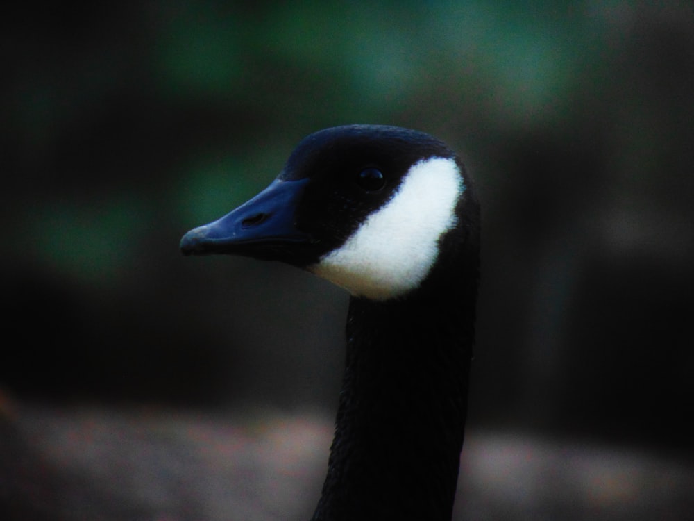 a close up of a black and white duck