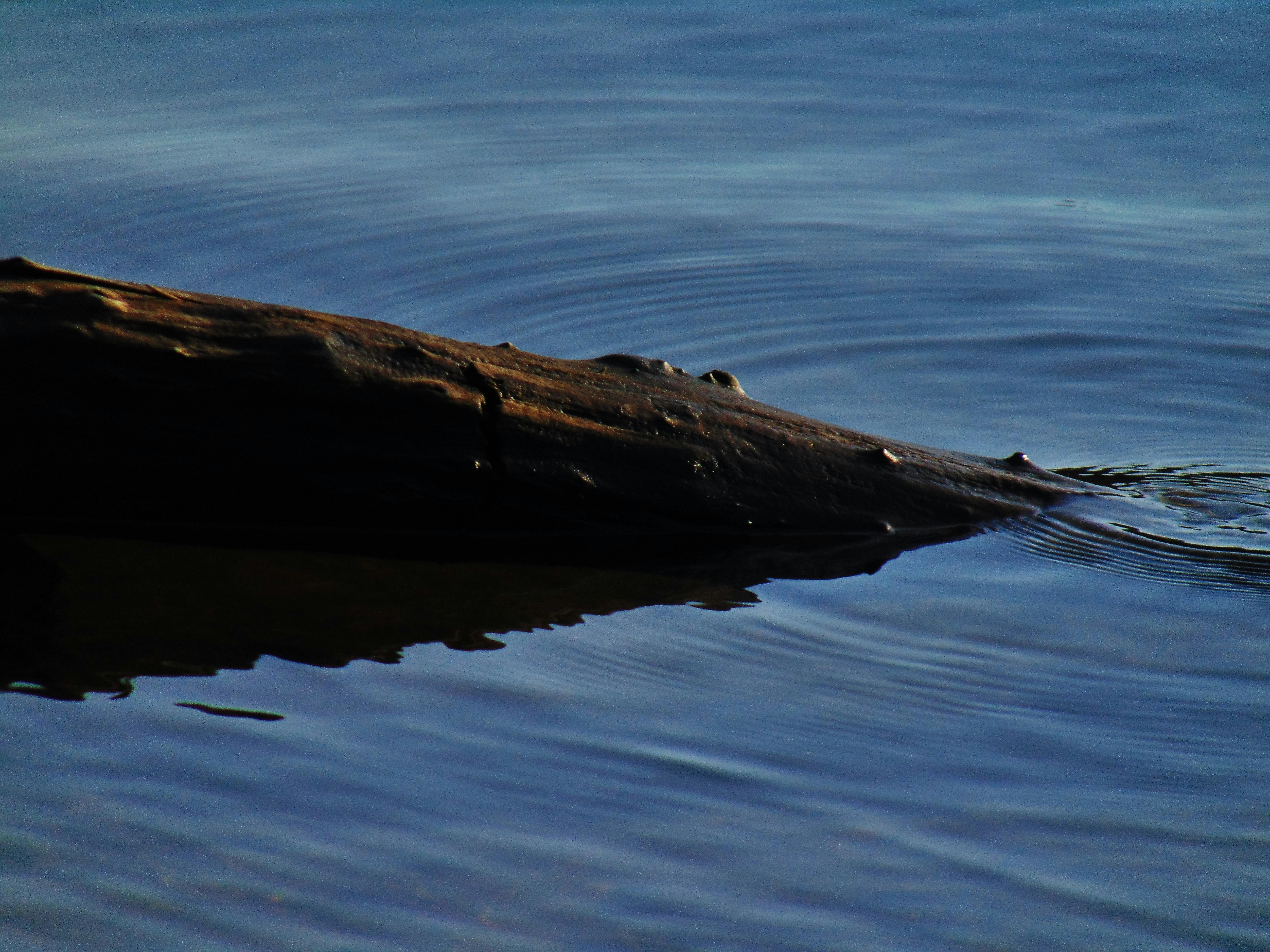 Photo by olivia_brewer2002