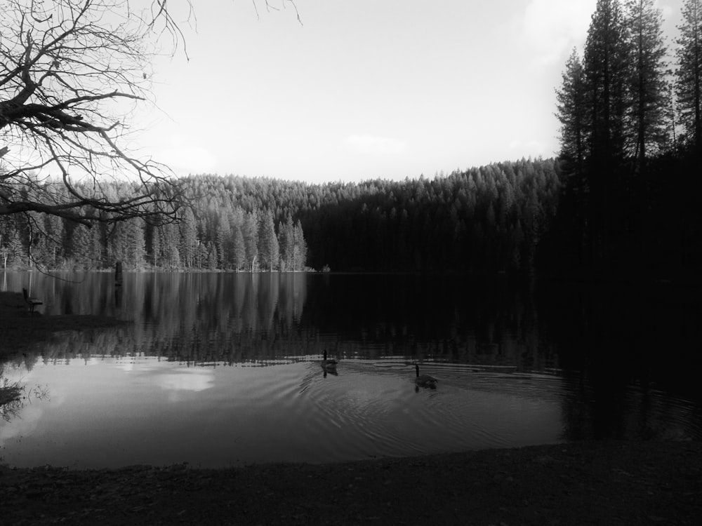 uma foto em preto e branco de dois patos em um lago