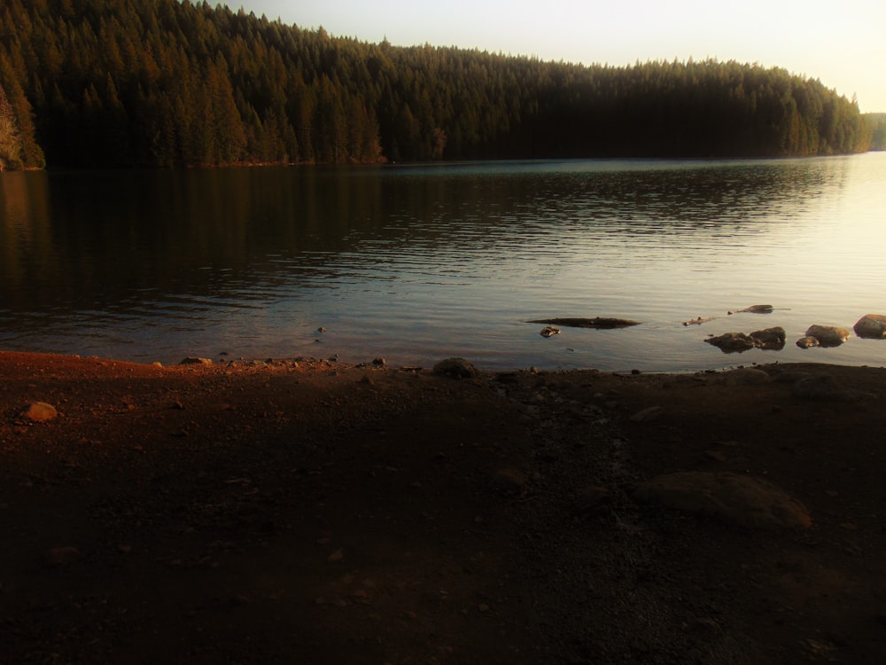 a body of water surrounded by a forest