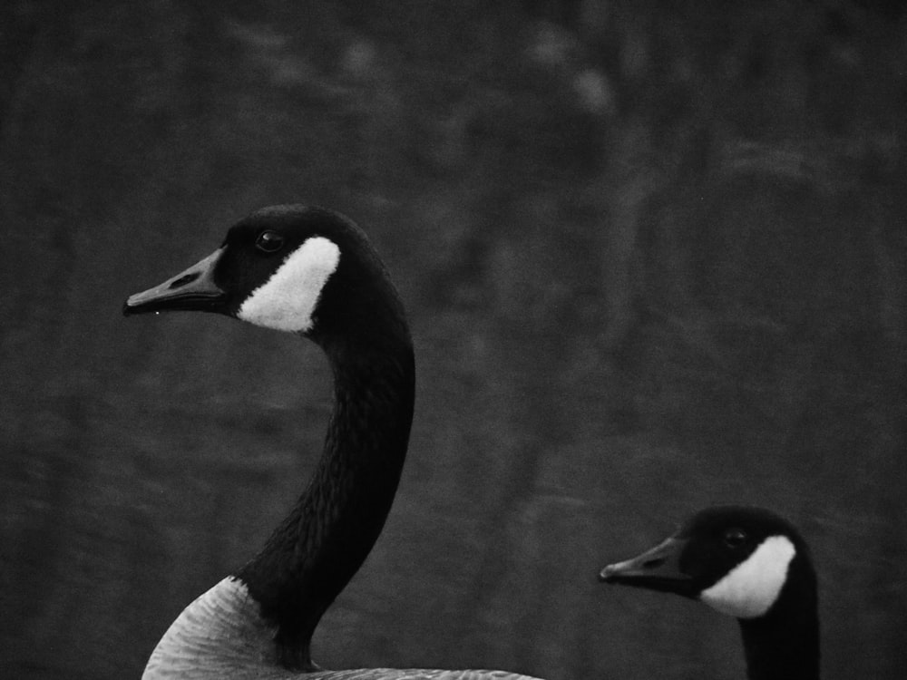 uma foto em preto e branco de dois patos