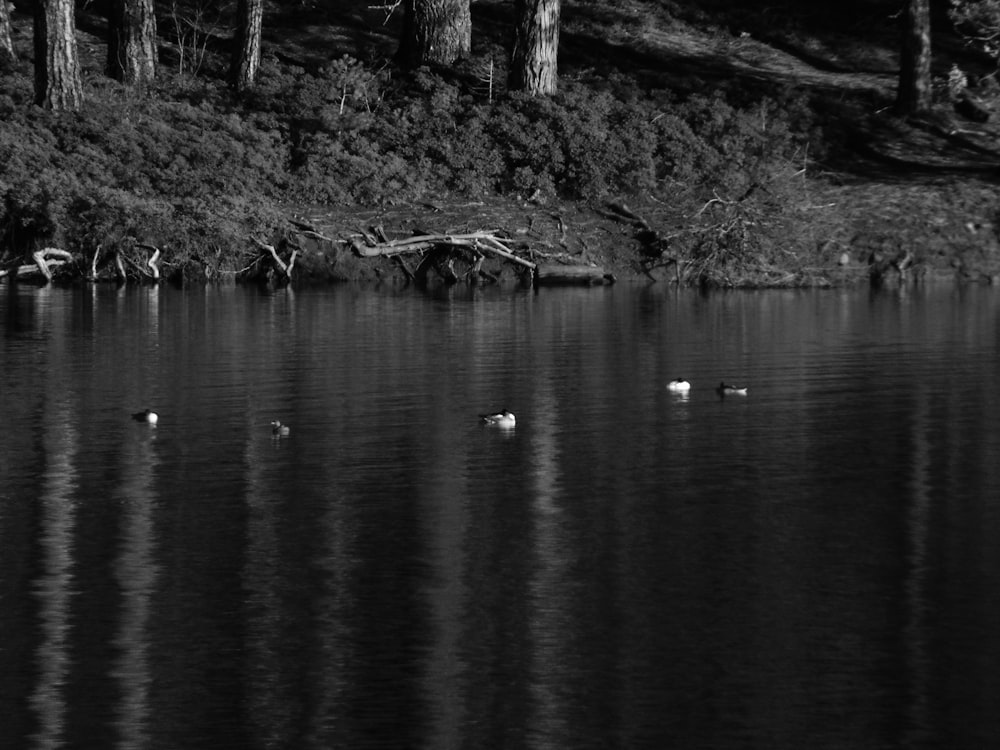 uma foto em preto e branco de patos nadando em um lago