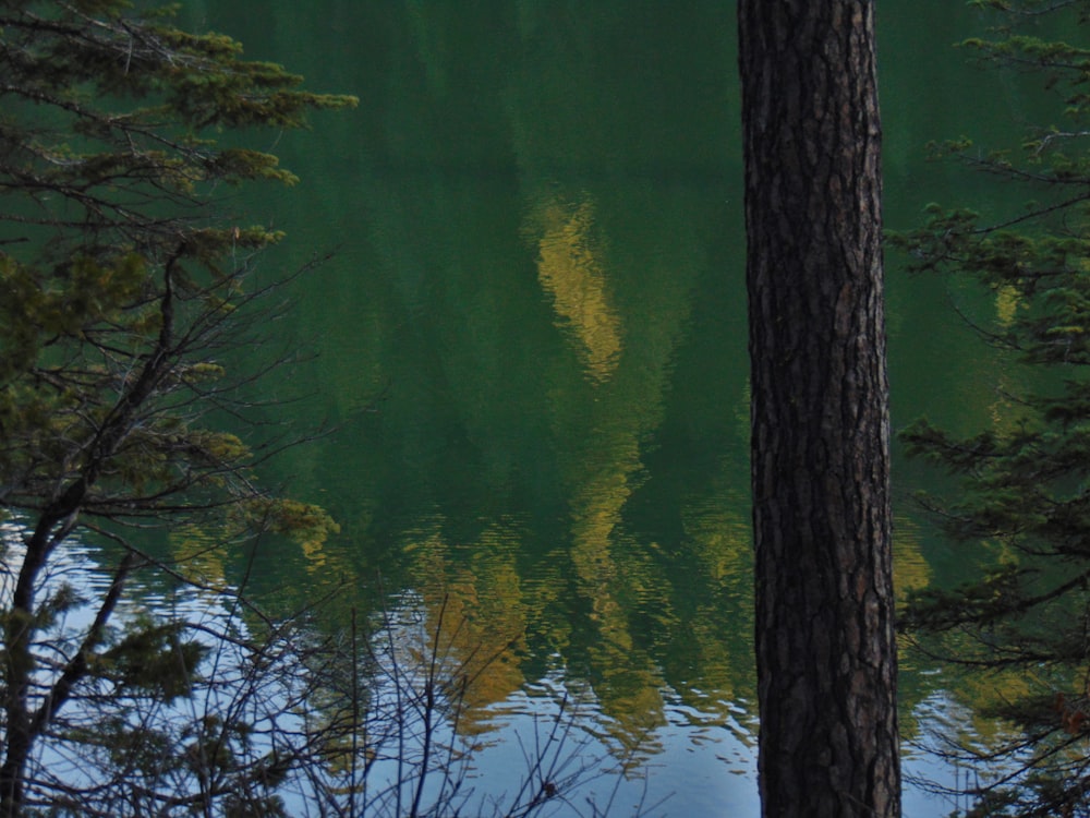 a body of water surrounded by trees and a forest