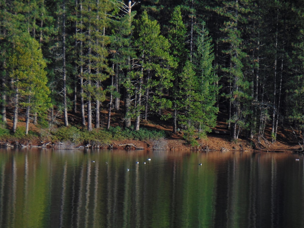 a body of water surrounded by lots of trees