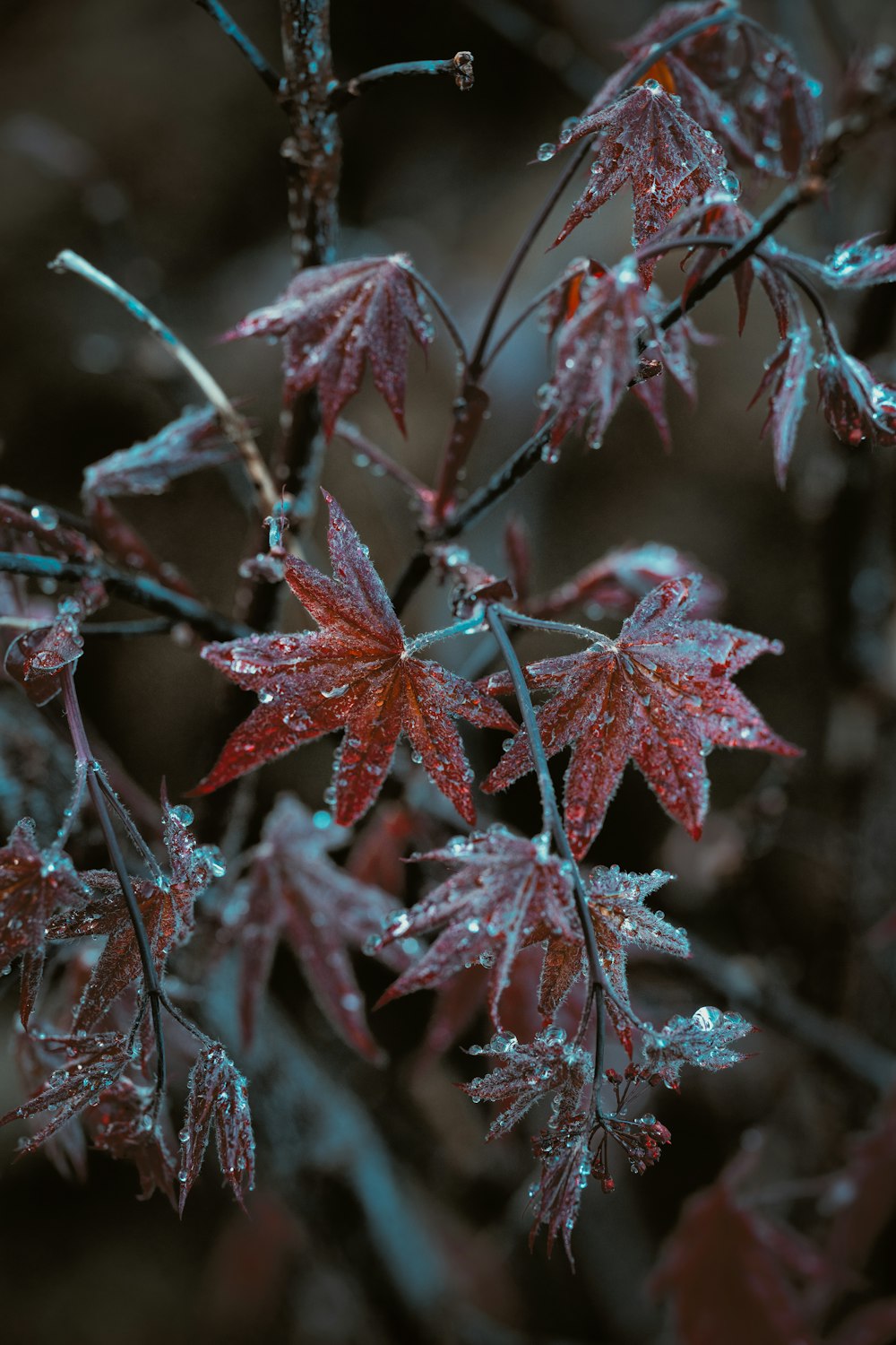 a close up of a plant with water droplets on it