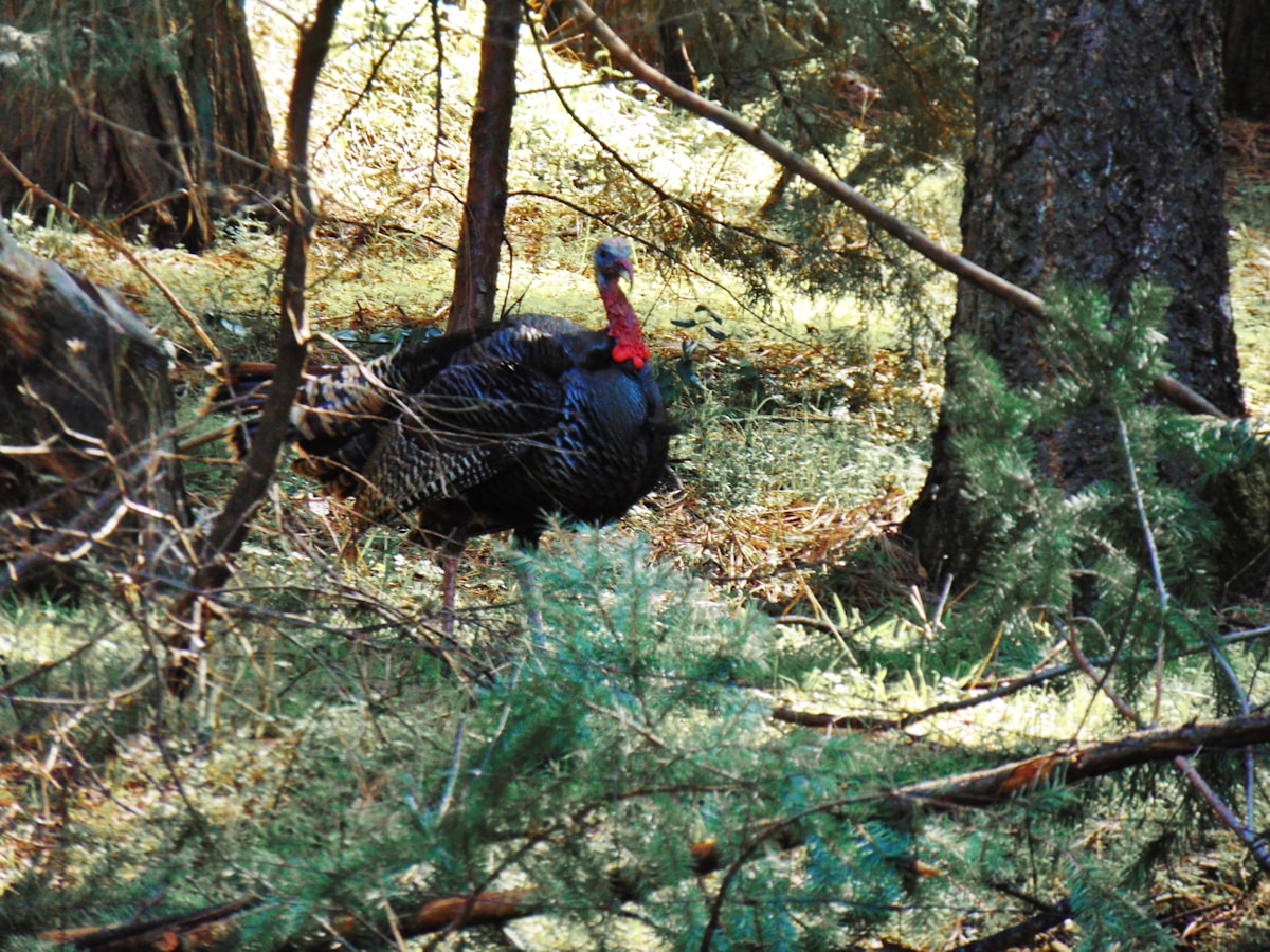Wild turkey walking through a forest during spring season