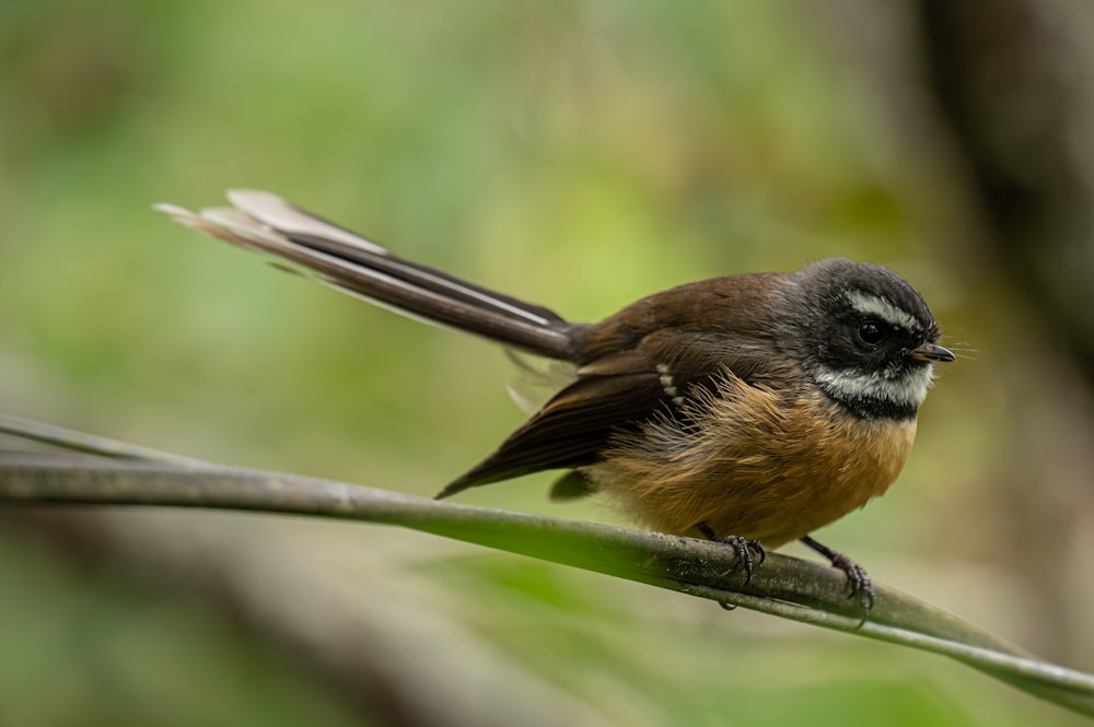 a small bird sitting on top of a tree branch