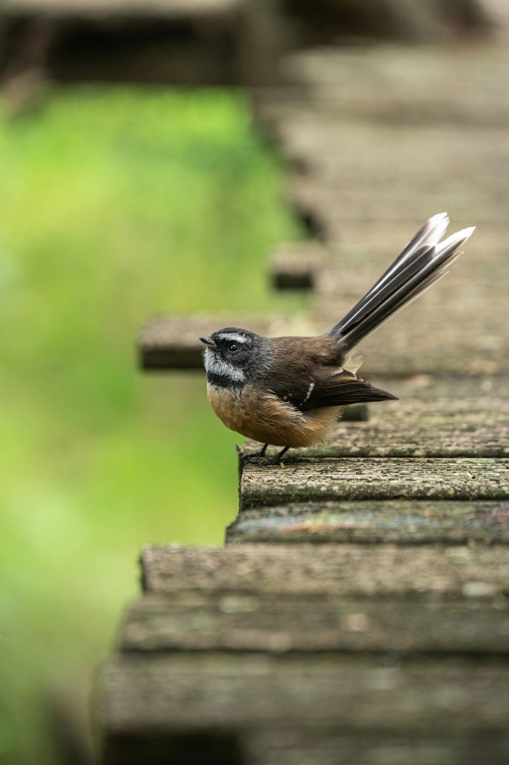 木の橋の上にとまる小鳥