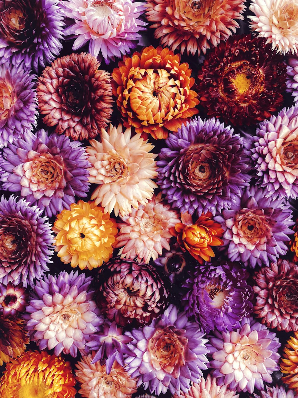 a close up of a bunch of flowers