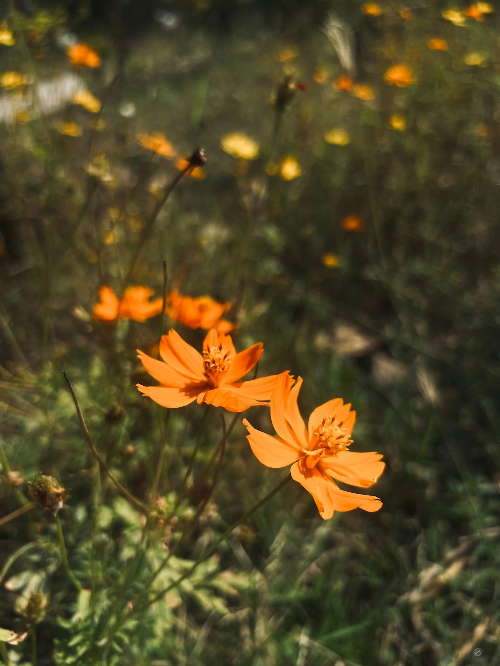 a bunch of flowers that are in the grass