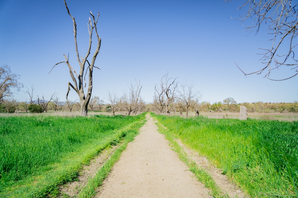 a dirt path in a grassy field with dead trees