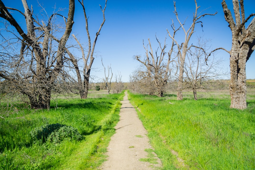 a dirt road in a grassy field with trees