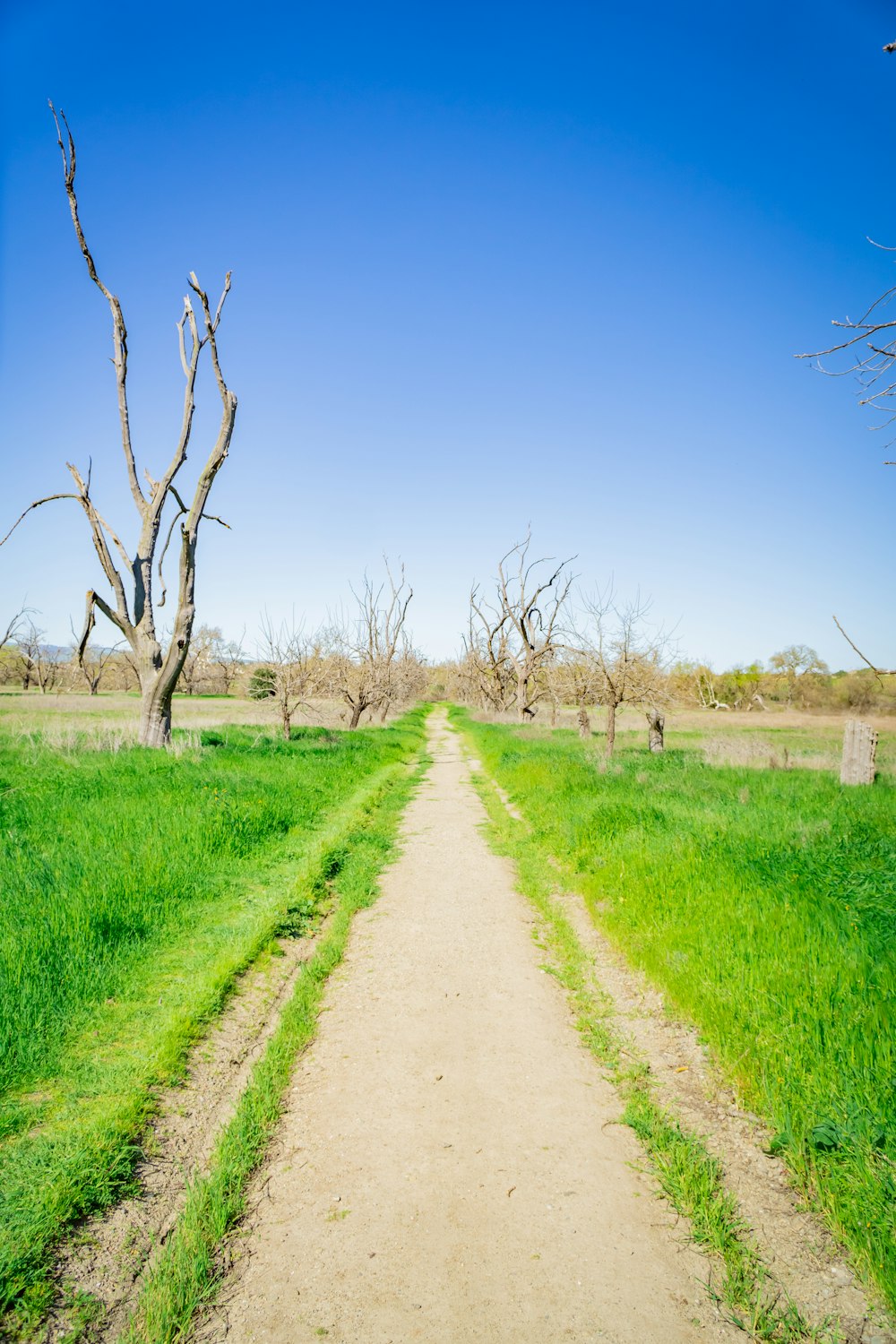 un camino de tierra en un campo cubierto de hierba con árboles muertos