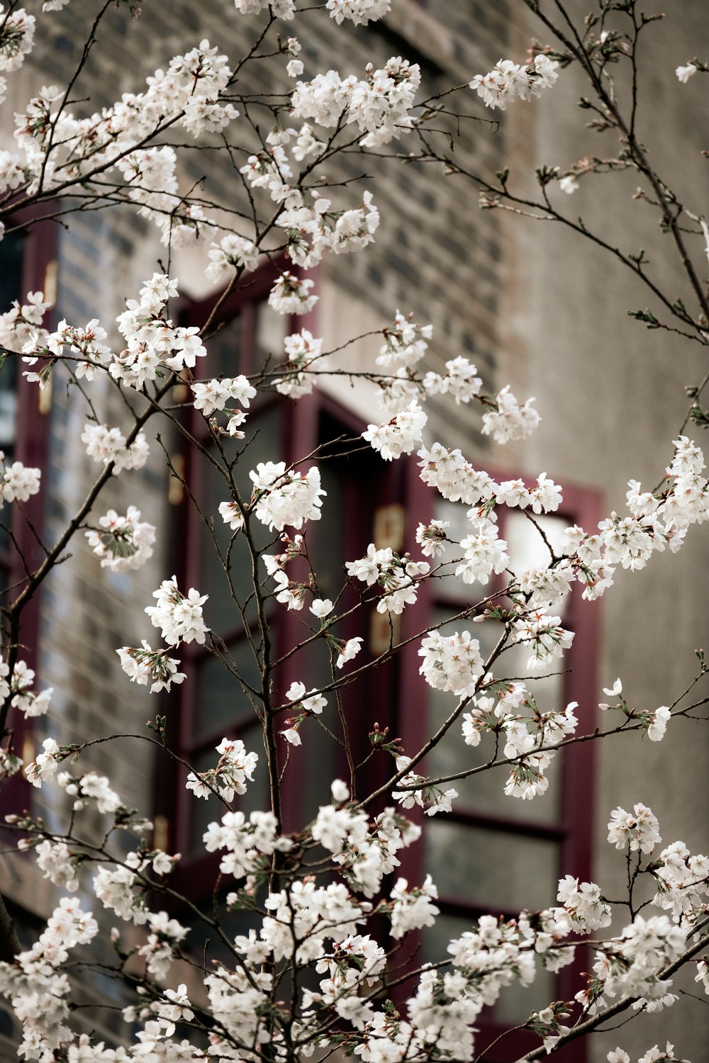 a tree with white flowers in front of a building