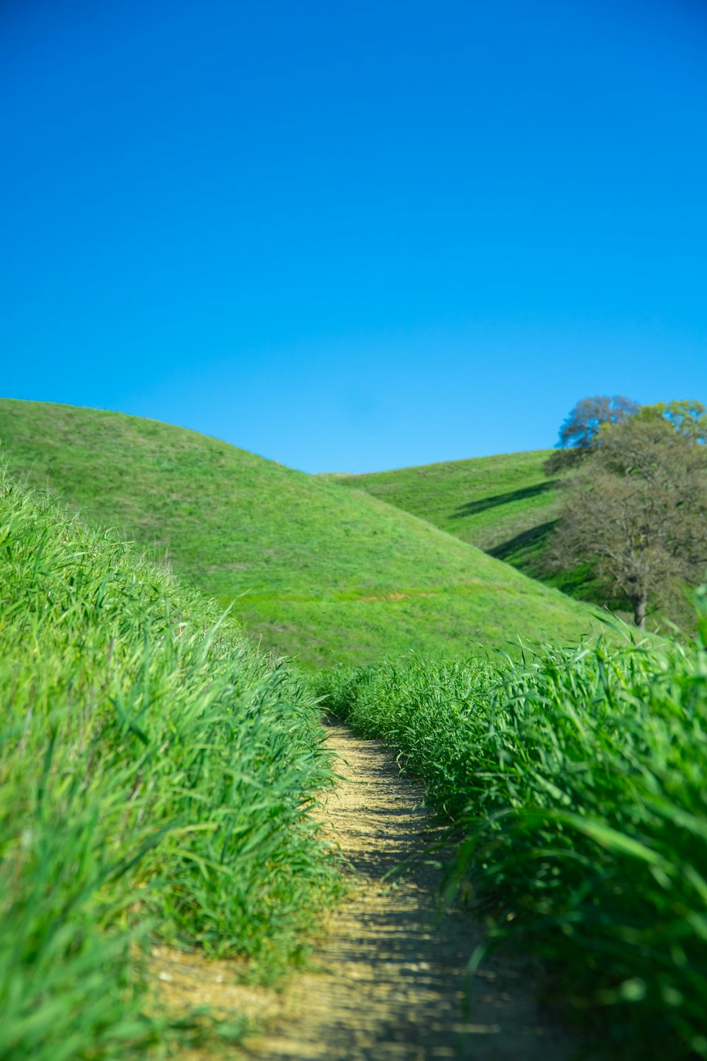 a dirt path going through a lush green field