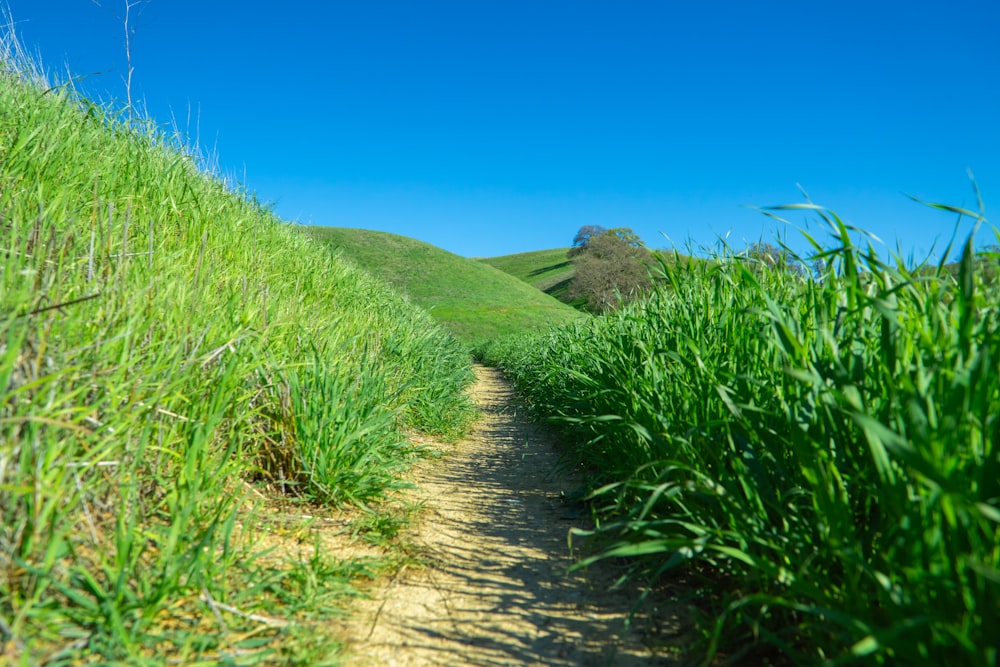 Un camino de tierra rodeado de hierba alta y verde