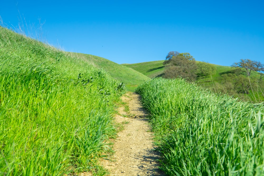 Un camino de tierra en medio de un exuberante campo verde