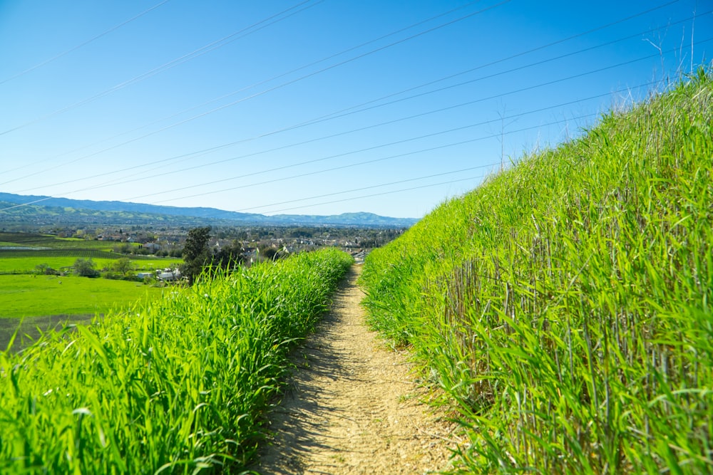 a dirt path in the middle of a lush green field