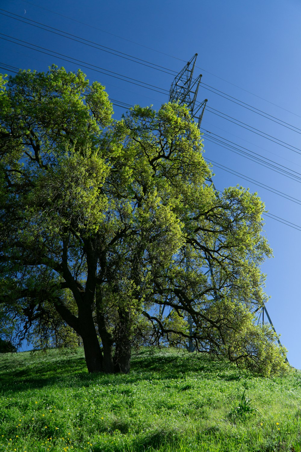 a large green tree sitting on top of a lush green hillside