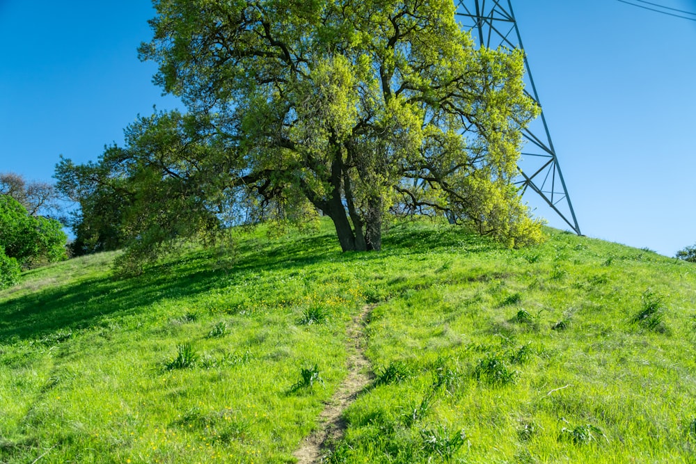 a grassy hill with a tree on top of it