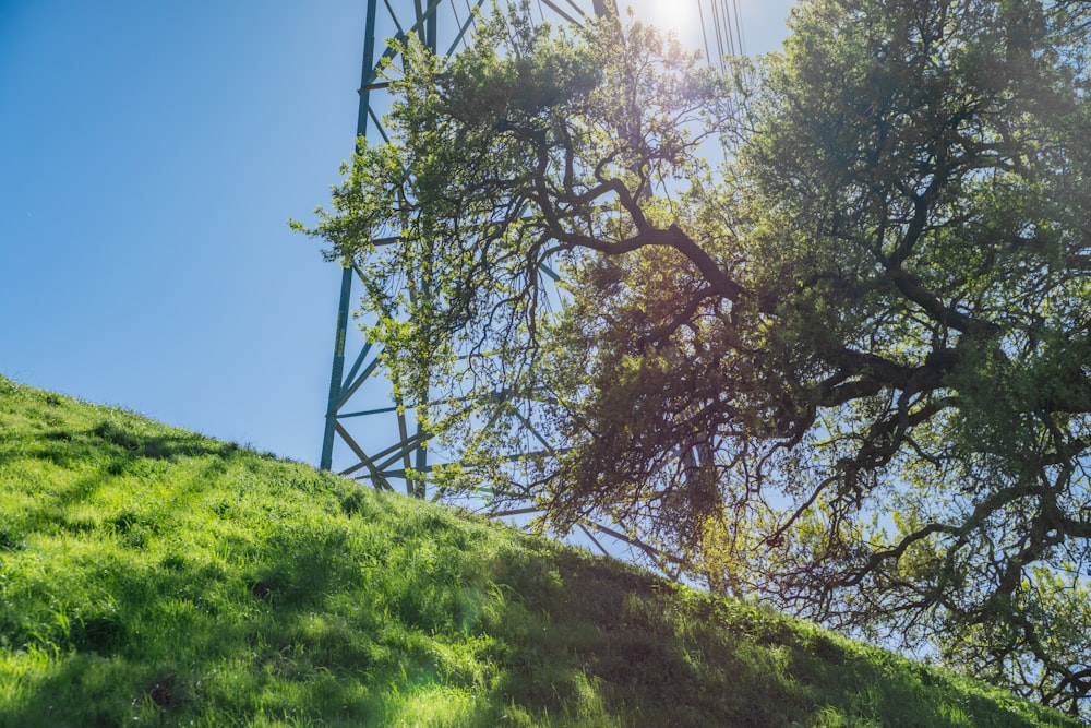 the sun shines through the branches of a tree