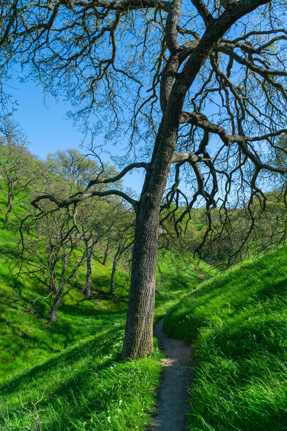 a tree that is standing in the grass