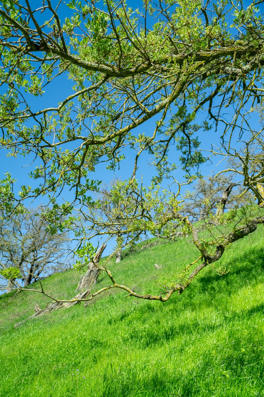 a bench sitting on top of a lush green hillside