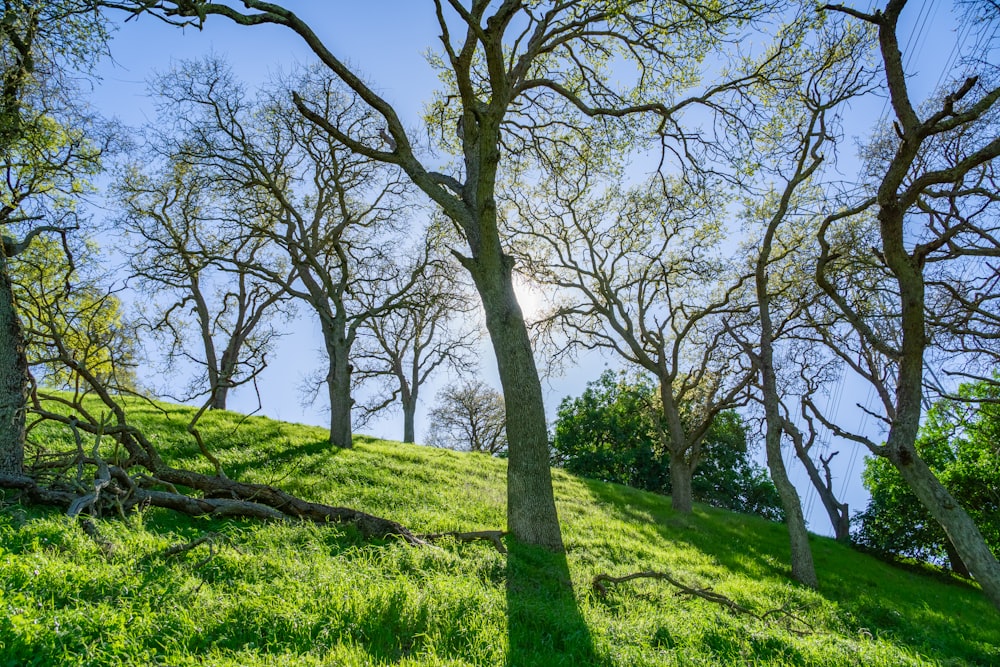 the sun shines through the trees on a grassy hill