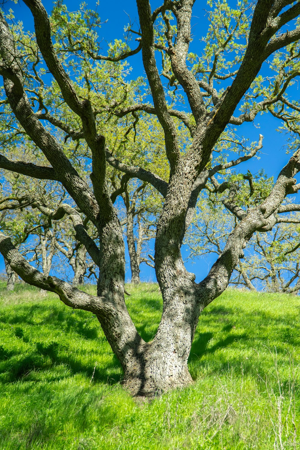 a tree in the middle of a grassy field