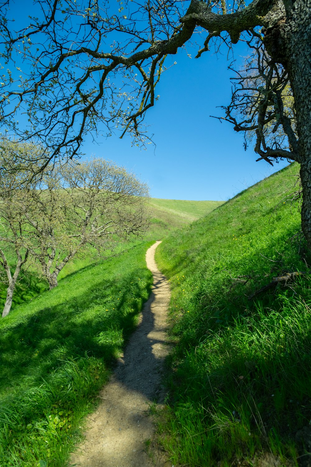 a dirt path in the middle of a lush green field