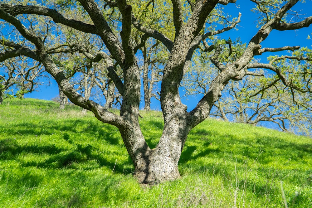 a tree that is standing in the grass