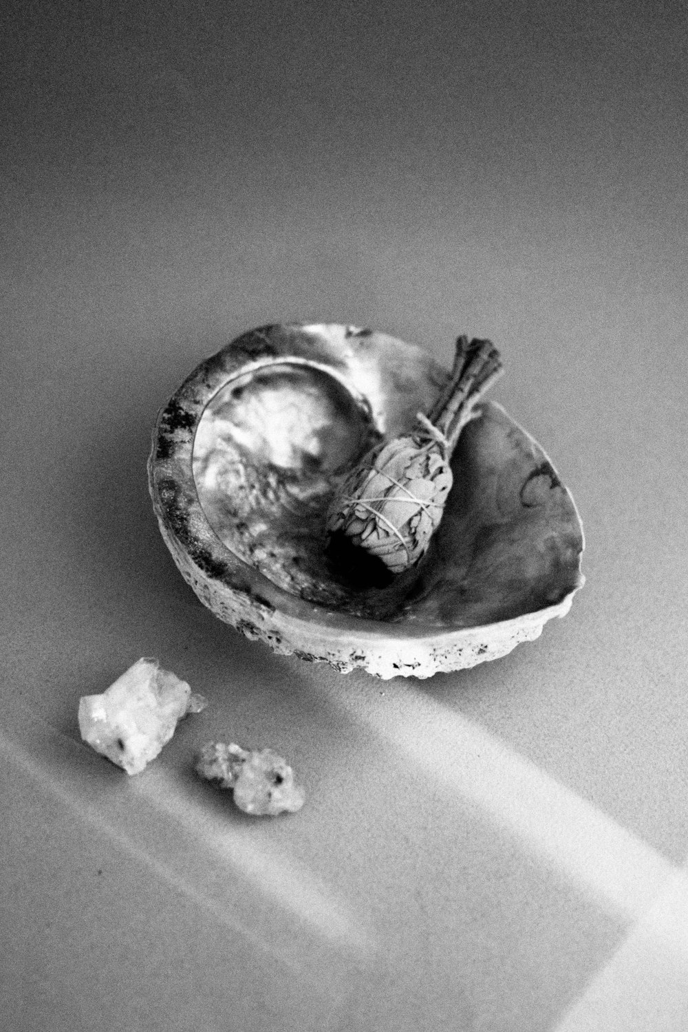 a clam shell with a piece of wood sticking out of it
