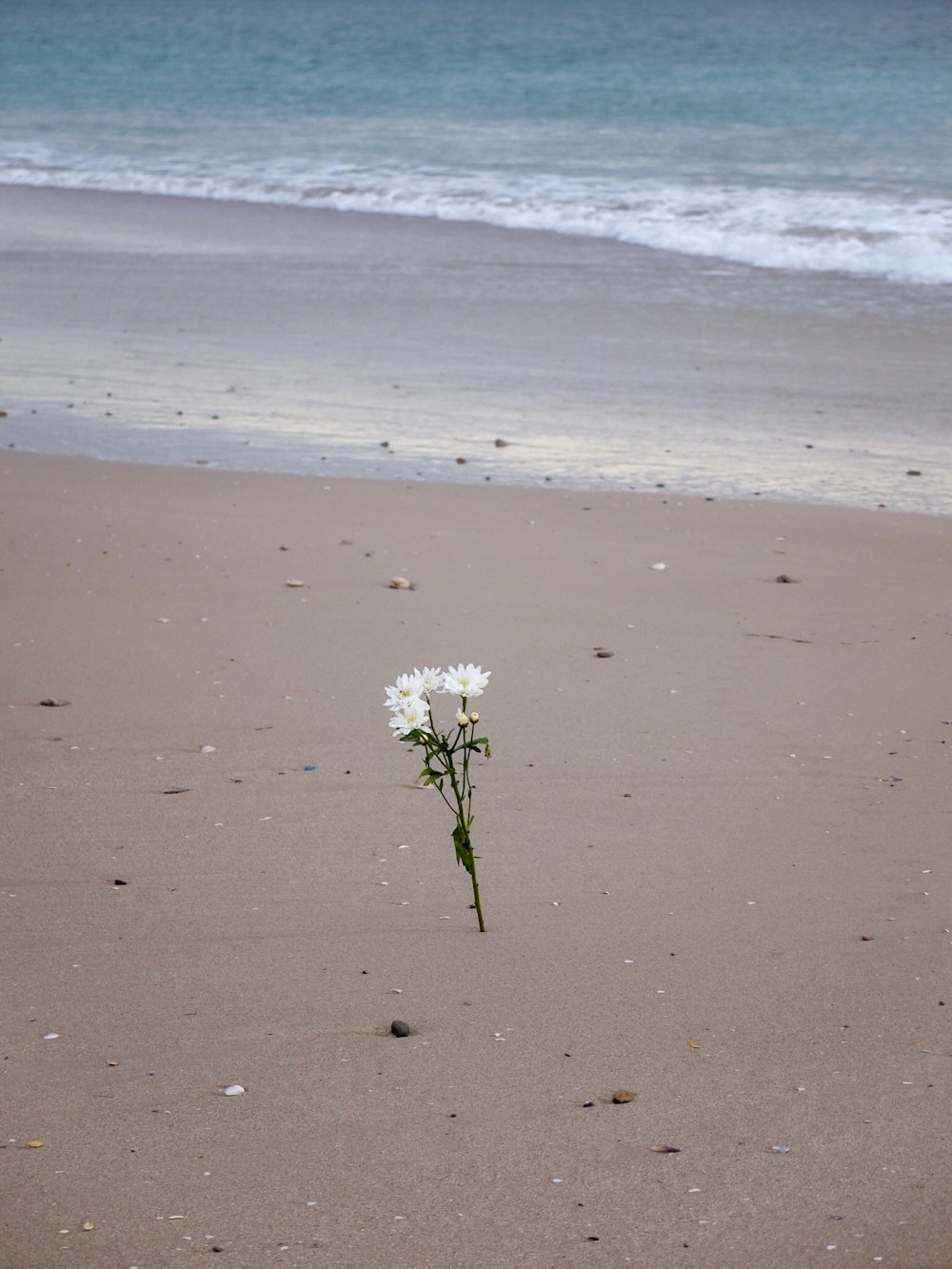 a single white flower sitting on top of a sandy beach