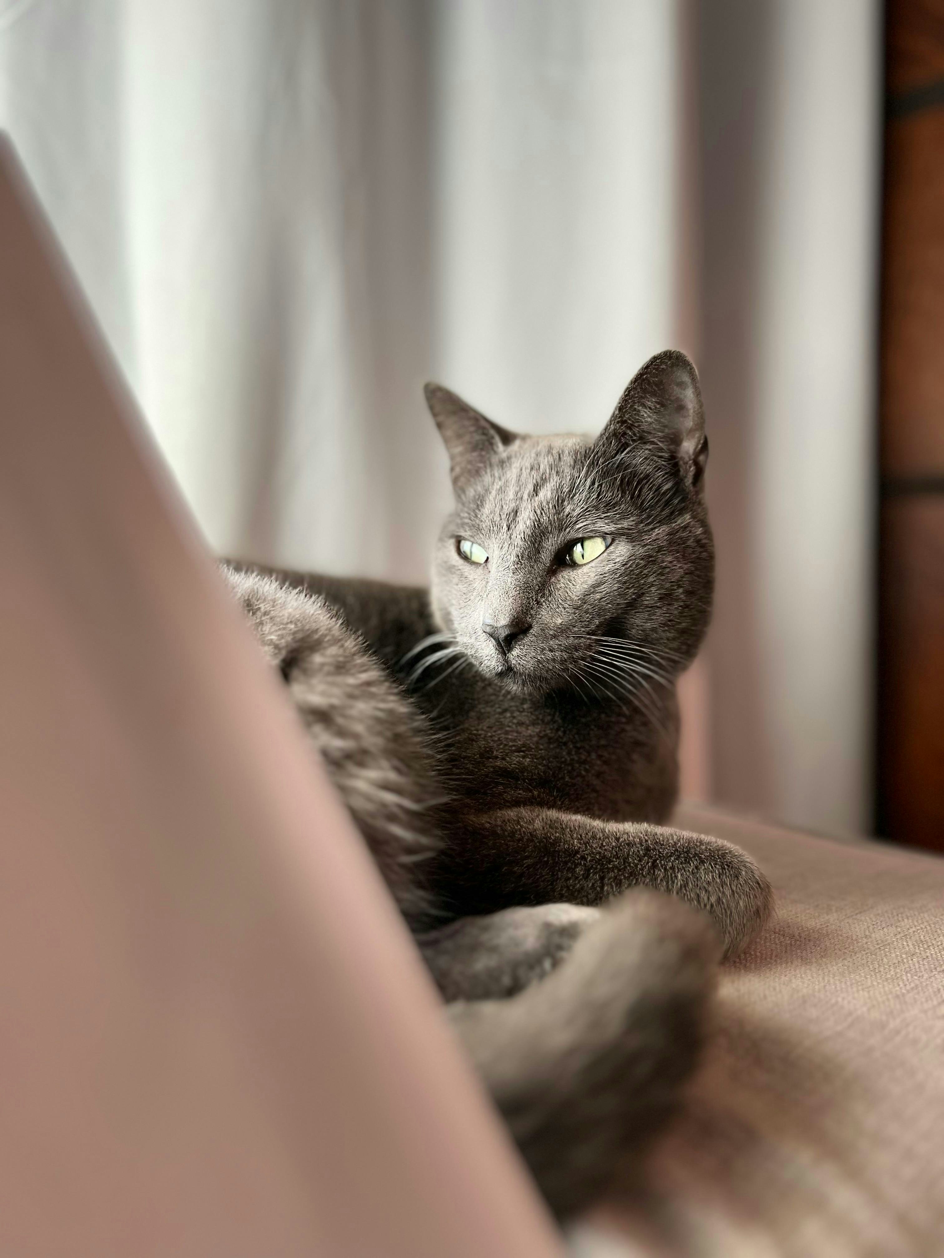 A gray cat laying on top of a bed photo – Free Animal Image on Unsplash