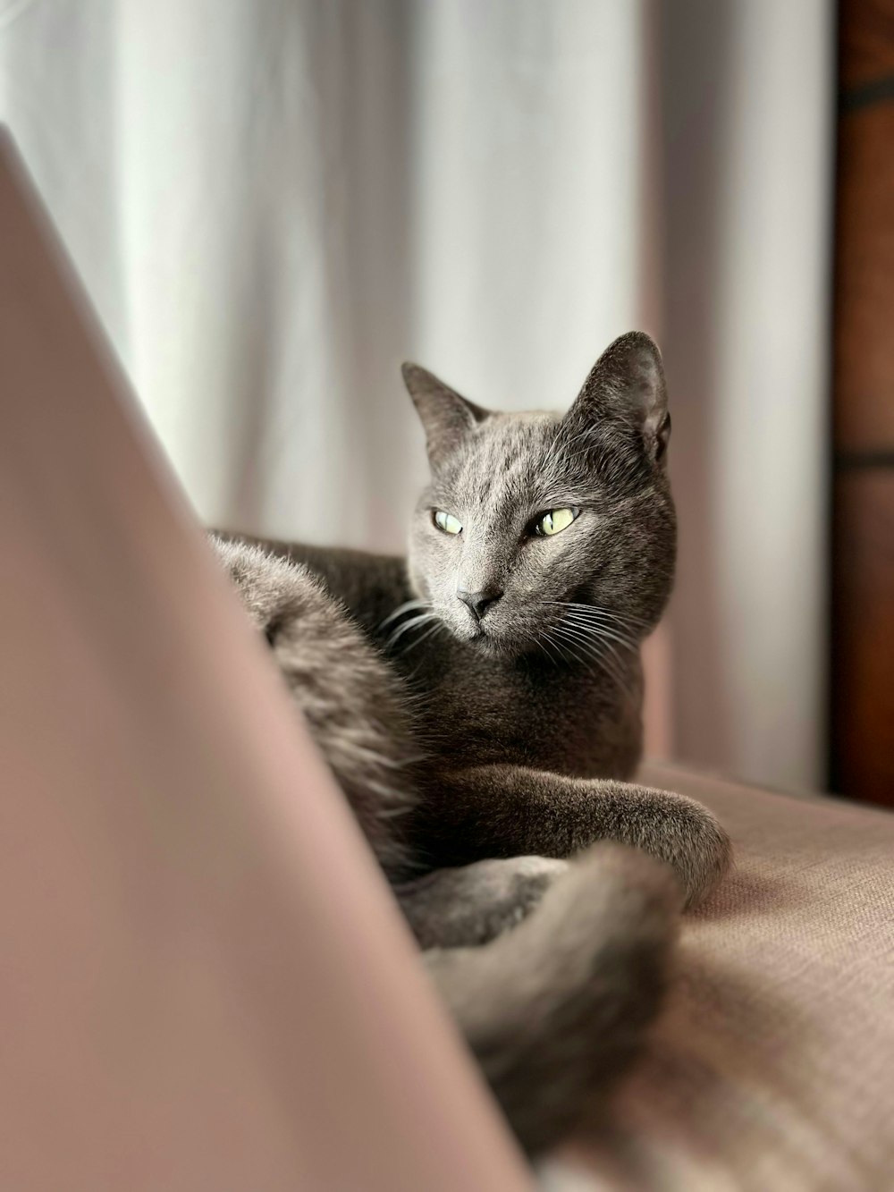 a gray cat laying on top of a bed