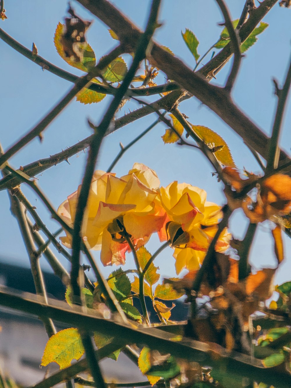 a bunch of yellow flowers that are on a tree